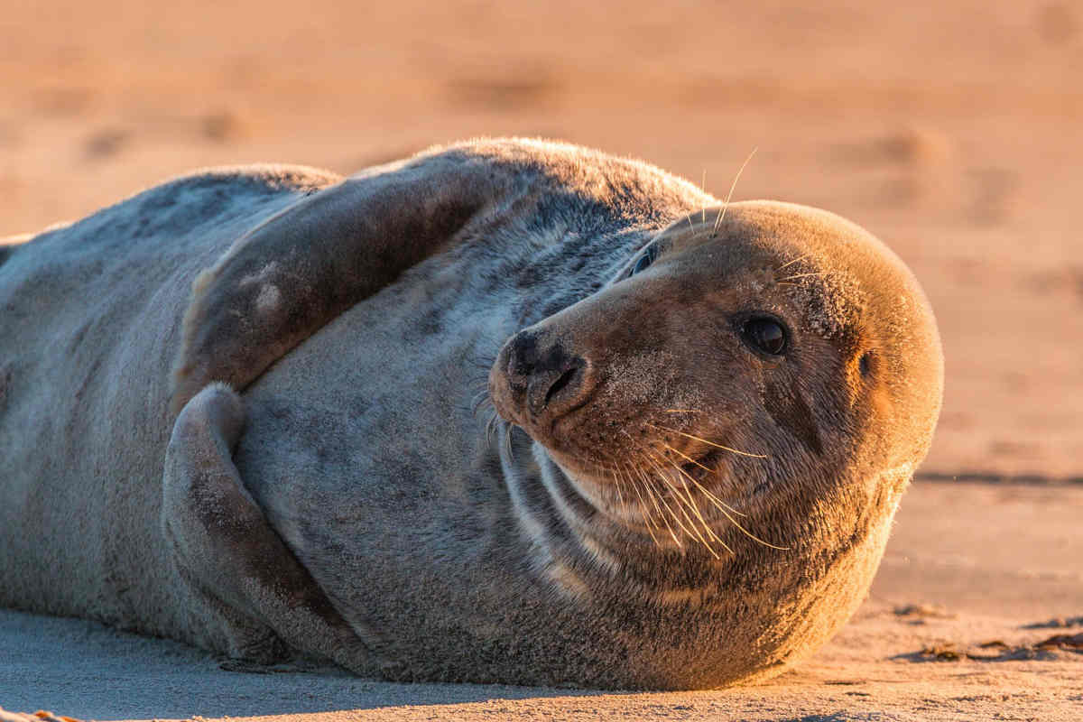 seal